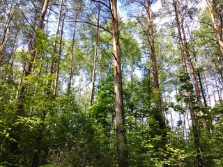 Fototapeta premium Spring pine forest in bright sunlight