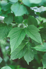 green leaves background