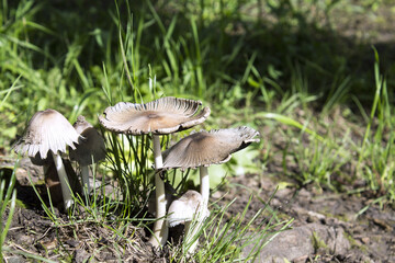 mushroom in the forest