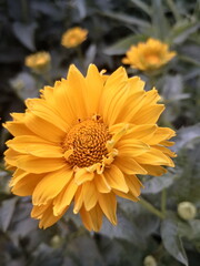 Yellow Flowers in the Garden