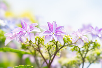 Naklejka premium アジサイ