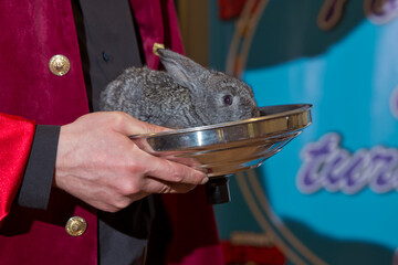 Lovely pet with fluffy hair. Three baby bunny rabbits in pastel silver metal pots . Easter holiday...