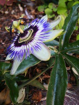 Strange Purple Flower in Garden