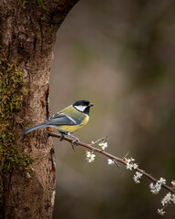 Obraz premium Colourful vibrant Great Tit bird Parus Major on branch in Spring sunshine in garden