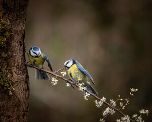 Fototapeta premium Image of Blue Tit bird Cyanistes Caeruleus on branich in Spring sunshine and rain in garden