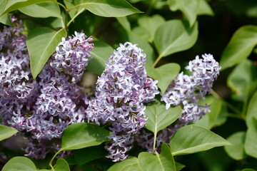 Blaue Fliederblüte  Deutschland, Europa