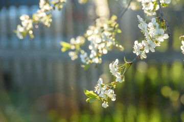 Beautiful cherry blossom on a background of green background