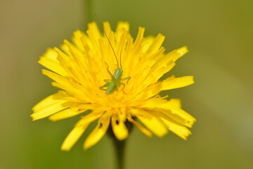 Nymphe vom Grünen Heupferds auf einem Wiesen-Pippau