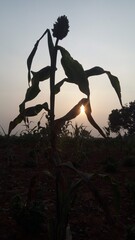 sunset scene