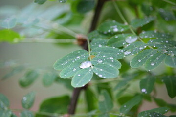 drops after rain on the green leaves of the bush