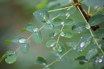 drops after rain on the green leaves of the bush