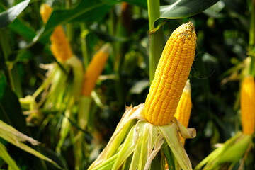 Corn or Maize is bright green in the corn field. Waiting for harvest