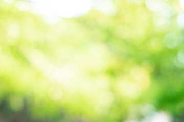 Obraz premium Green bokeh on nature abstract blur background green bokeh from tree