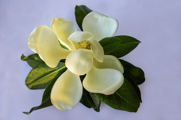 Large flowering magnolia tree / Magnolia grandiflora