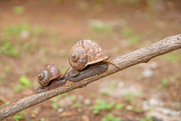 cyclophorid snails, cyclophorid snails from Thailand country