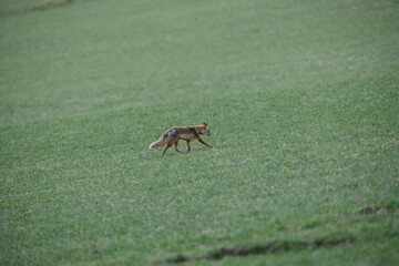 wild red fox from far walking on the meadow hunting for food