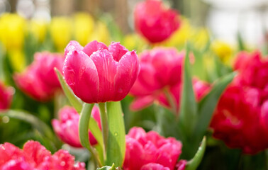 Beautiful Tulip Flower in spring tulips garden. landscape at the middle of summer . Nature background.