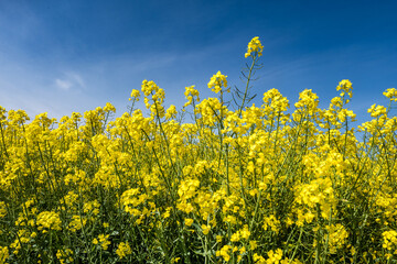 Field of beautiful springtime golden flower of rapeseed with blue sky
