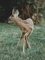 roe deer fawn