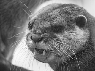 loutre