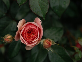 red rose in garden
