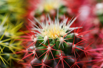 Miniature, small beautiful cactus flowers