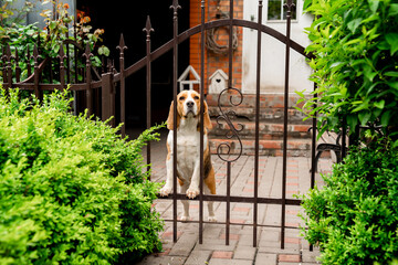 dog breeds Beagle the iron gate in the garden of a country house. 