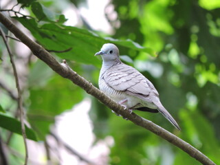 Peaceful Dove