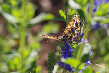 Beautiful butterfly sits on a flower and drinks nectar