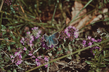 butterfly on thyme 