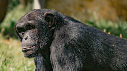 Chimpanzé
