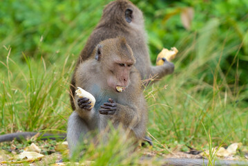 monkeys on the road eat bananas, wild tropical animals, rhesus short-tailed macaques, monkeys climb on electric wires, a monkey sits on a road sign