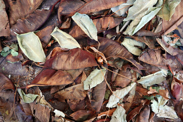 dry leaves on the ground