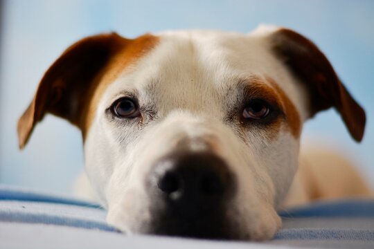 Cute beautiful dog american pitbull terrier portrait in blue atelier. Amazing dog face focused photo
