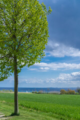 Fototapeta na wymiar Beautiful view over green fields on the German Baltic coast near Groemitz, tree in the foreground, vertical