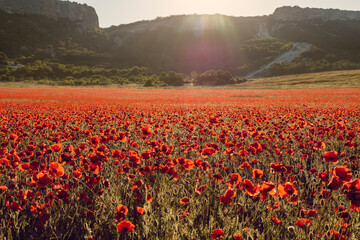 Illuminated huge blooming field of red poppies at sunrise and a mountain range as the background. Flowers glow from the sun, rays and glare from the sun on the background of mountains.