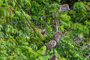 monkeys on the road eat bananas, wild tropical animals, rhesus short-tailed macaques, monkeys climb on electric wires, a monkey sits on a road sign