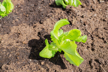 Young salad plants in a patch in the garden
