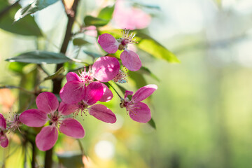 Obraz premium pink flowers on the tree