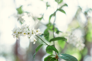 white flowers on the tree