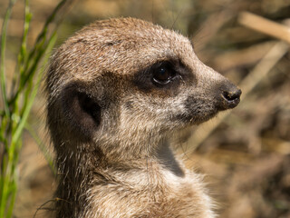 suricate