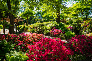 Fototapeta premium Kwitnące rododendrony w ogrodzie japońskim w ogrodzie botanicznym w Pradze