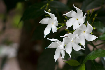 White Gardenia, fragrant tropical flowers