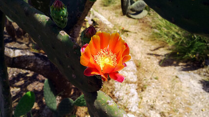 Cactus Opuntia Flower