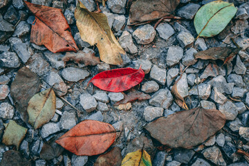 Leaves on ground with red leaf stand out from crowd, concept