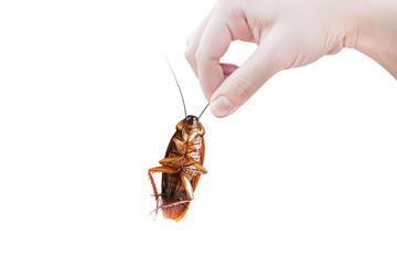 Hand holding brown Cockroach over isolated on white background,Cockroaches as carriers of disease