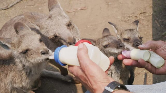 Kangaroo shelter bottle feeding	