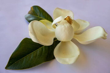 Fototapeta na wymiar Large flowering magnolia tree / Magnolia grandiflora