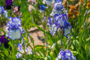 Blooming irises garden in Botanical garden of Prague