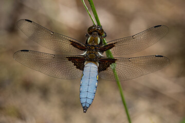 Libelle, männlicher Plattbauch